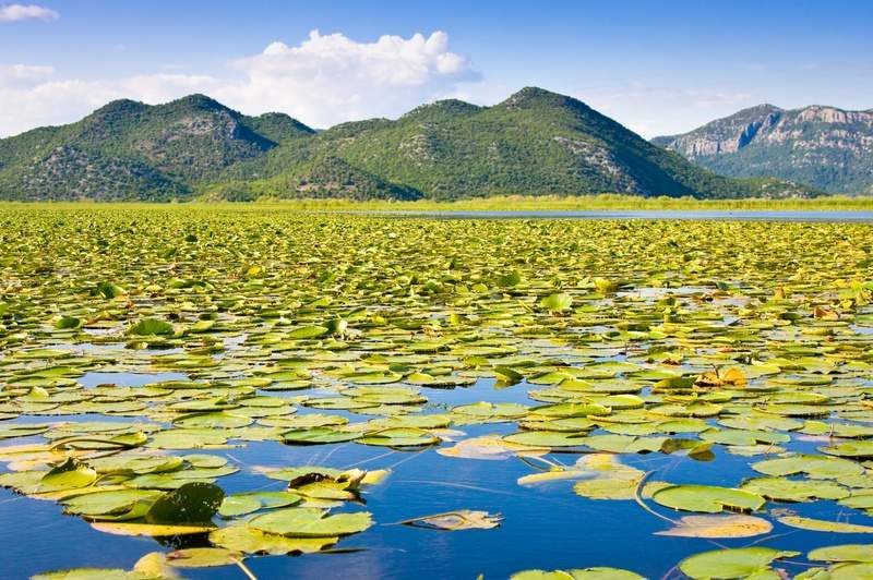 Nénuphars flottant sur le lac Skadar avec les collines du Monténégro en arrière-plan.