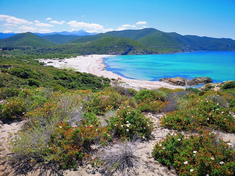 Plage de Saleccia dans le désert des Agriates, avec ses dunes immaculées, son sable fin et ses eaux cristallines entourées de verdure.
