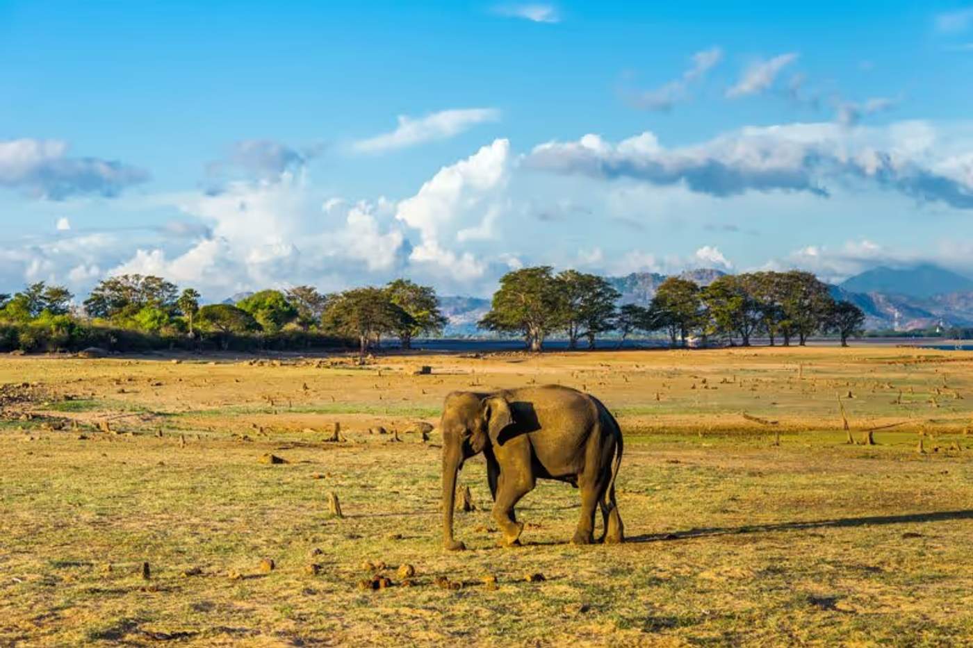 Un éléphant solitaire marchant dans une savane sèche du parc national d'Udawalawe, Sri Lanka.