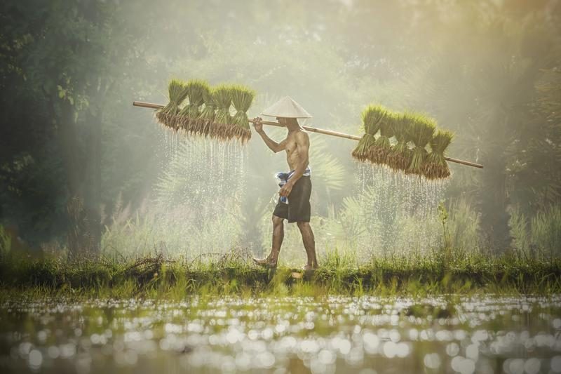 Agriculteur travaillant dans une rizière au Laos