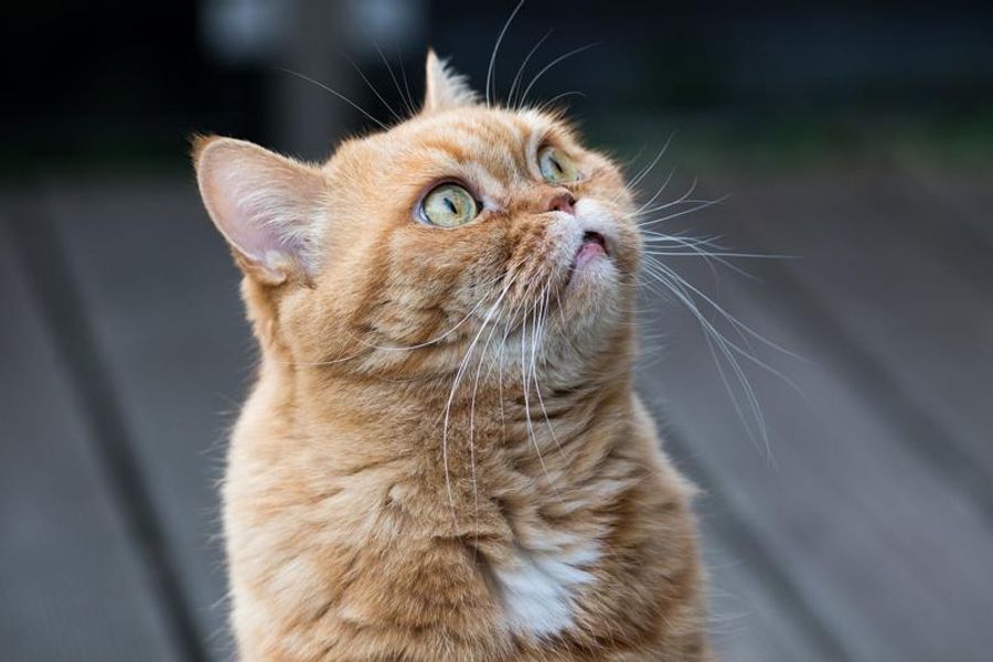 Chat roux au pelage épais regardant vers le haut, en extérieur sur une terrasse.