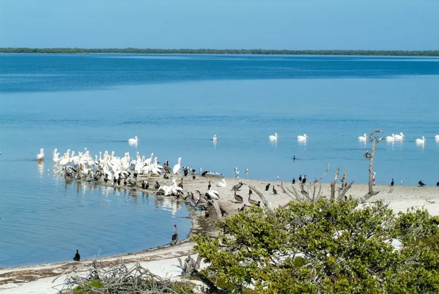 Un groupe de pélicans et autres oiseaux aquatiques se repose sur une plage tranquille entourée d