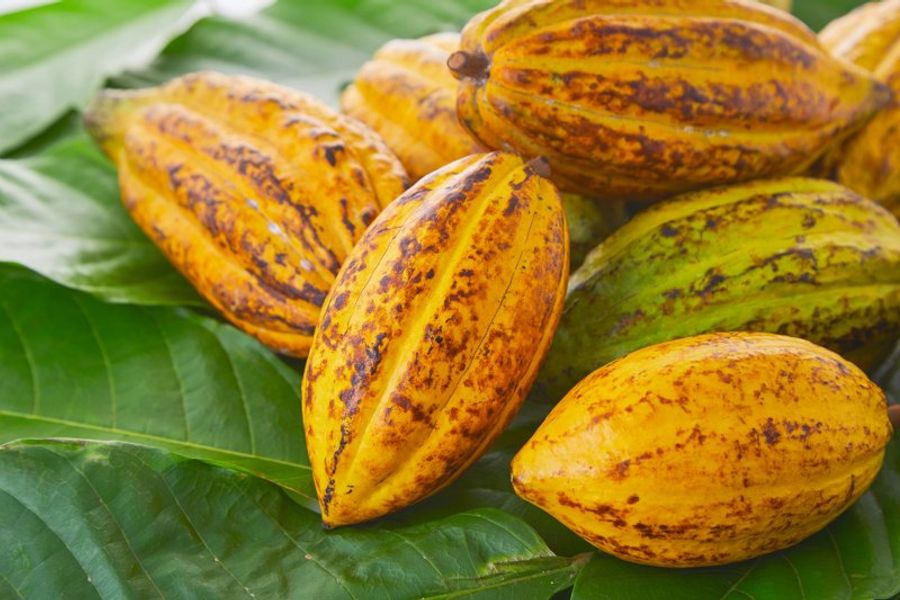 Gros plan sur des cabosses de cacao mûres posées sur des feuilles à Ben Tre Vietnam.