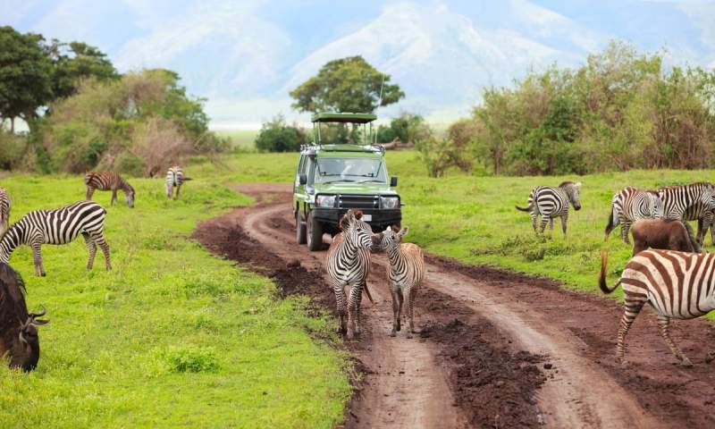 Un groupe de zèbres se déplaçant sur une piste de terre rouge dans une réserve naturelle en Afrique, avec un véhicule de safari en arrière-plan et des collines verdoyantes au loin.