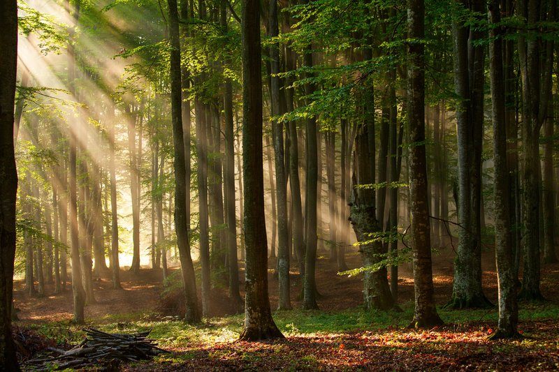 Rayons de soleil filtrant à travers une forêt dense du Perche.