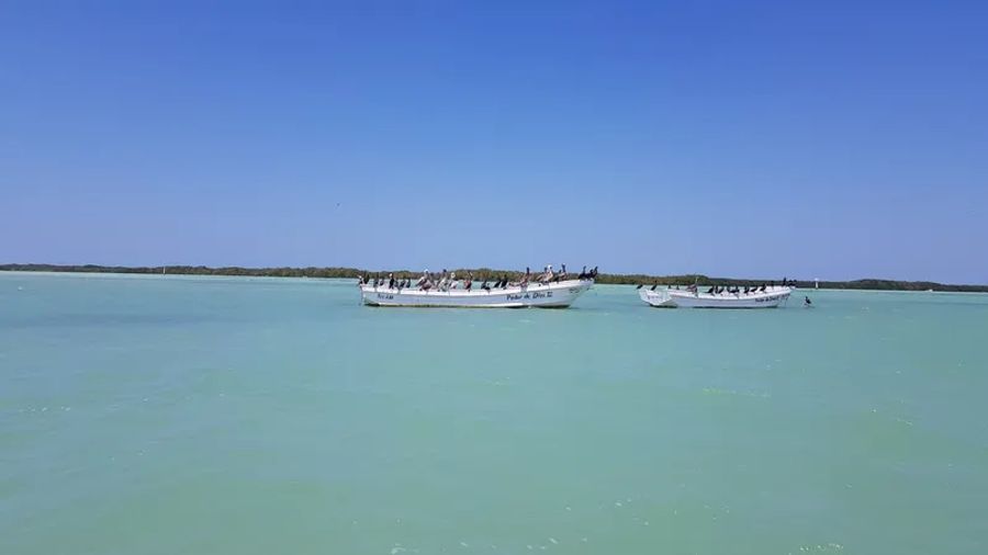 Des oiseaux sur des bateaux à Rio Lagartos
