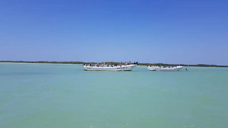 Des oiseaux sur des bateaux à Rio Lagartos