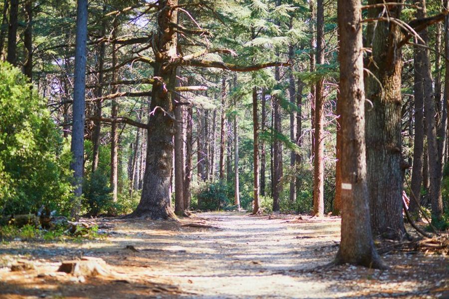 Sentier ombragé dans la Forêt des Cèdres à Bonnieux, avec de grands cèdres majestueux.