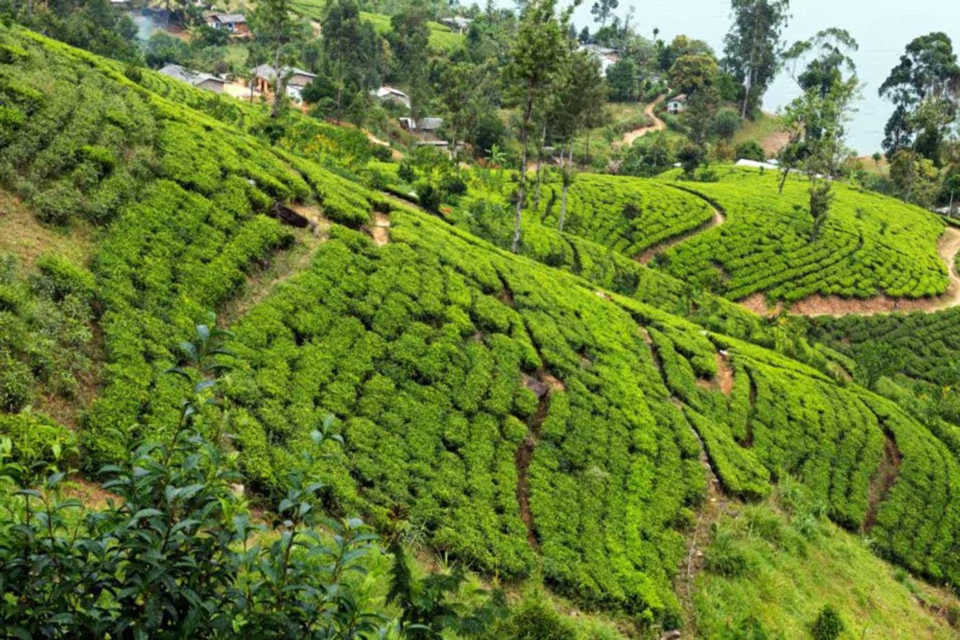 Plantations de thé en terrasses à Hatton, Sri Lanka, offrant un paysage vallonné et verdoyant.