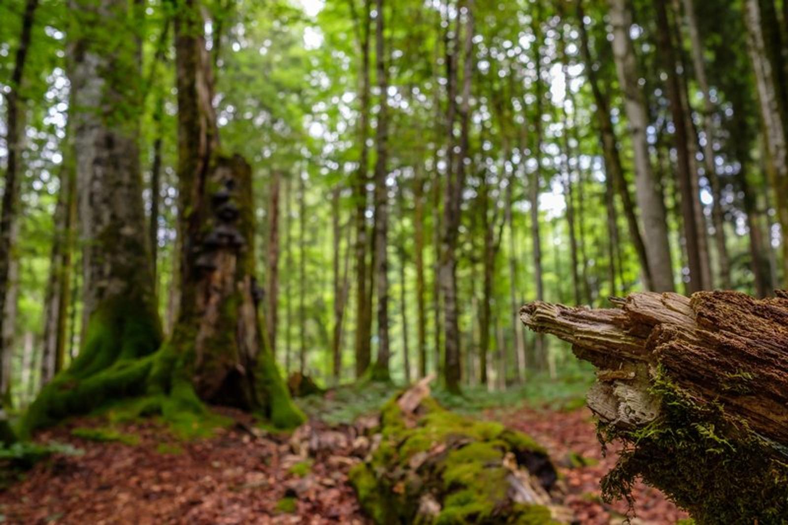 Tronc d'arbre mousseux et vue floue de la forêt des Ardennes, capturant la beauté et la mystique de cet environnement naturel.