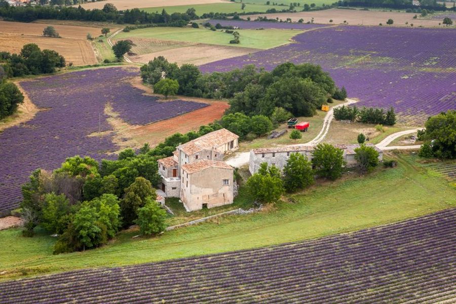 Mas provençal entouré de champs de lavande en fleurs, typique du Luberon.