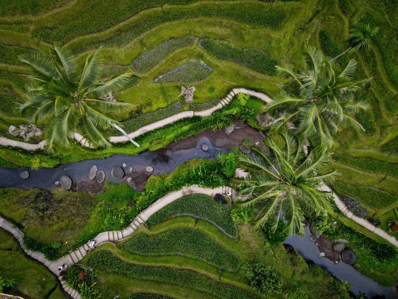 Vue aérienne des rizières en terrasses à Bali, avec des palmiers et des chemins sinueux traversant les champs verts luxuriants.