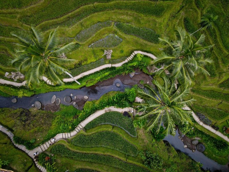 Vue aérienne des rizières en terrasses à Bali, avec des palmiers et des chemins sinueux traversant les champs verts luxuriants.