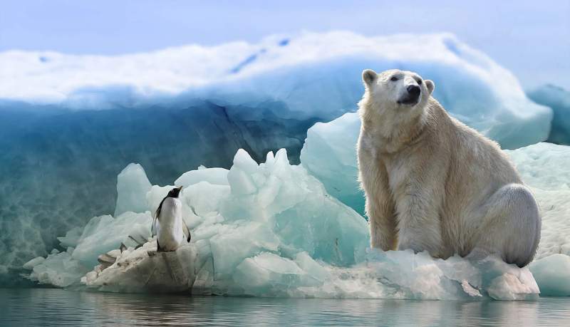 Un pingouin et un ours polaire en antarctique