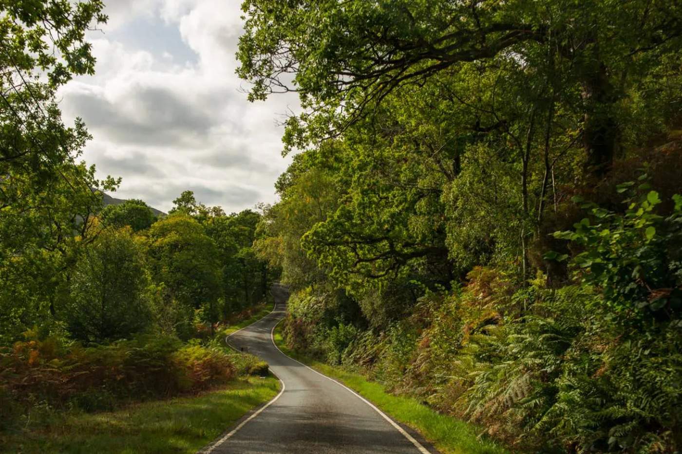Une route en Martinique