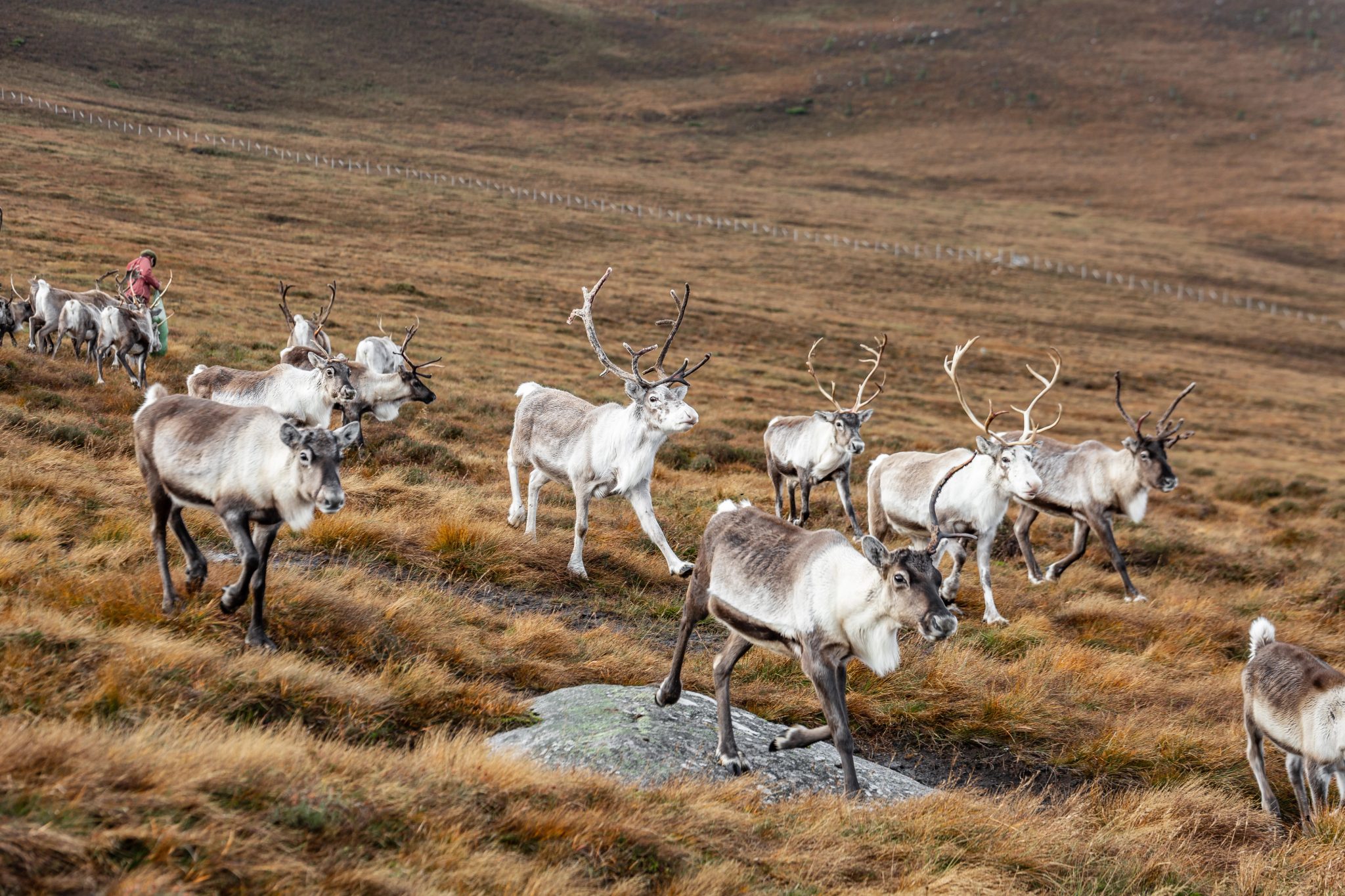Troupeau de rennes des Cairngorms dans les montagnes écossaises