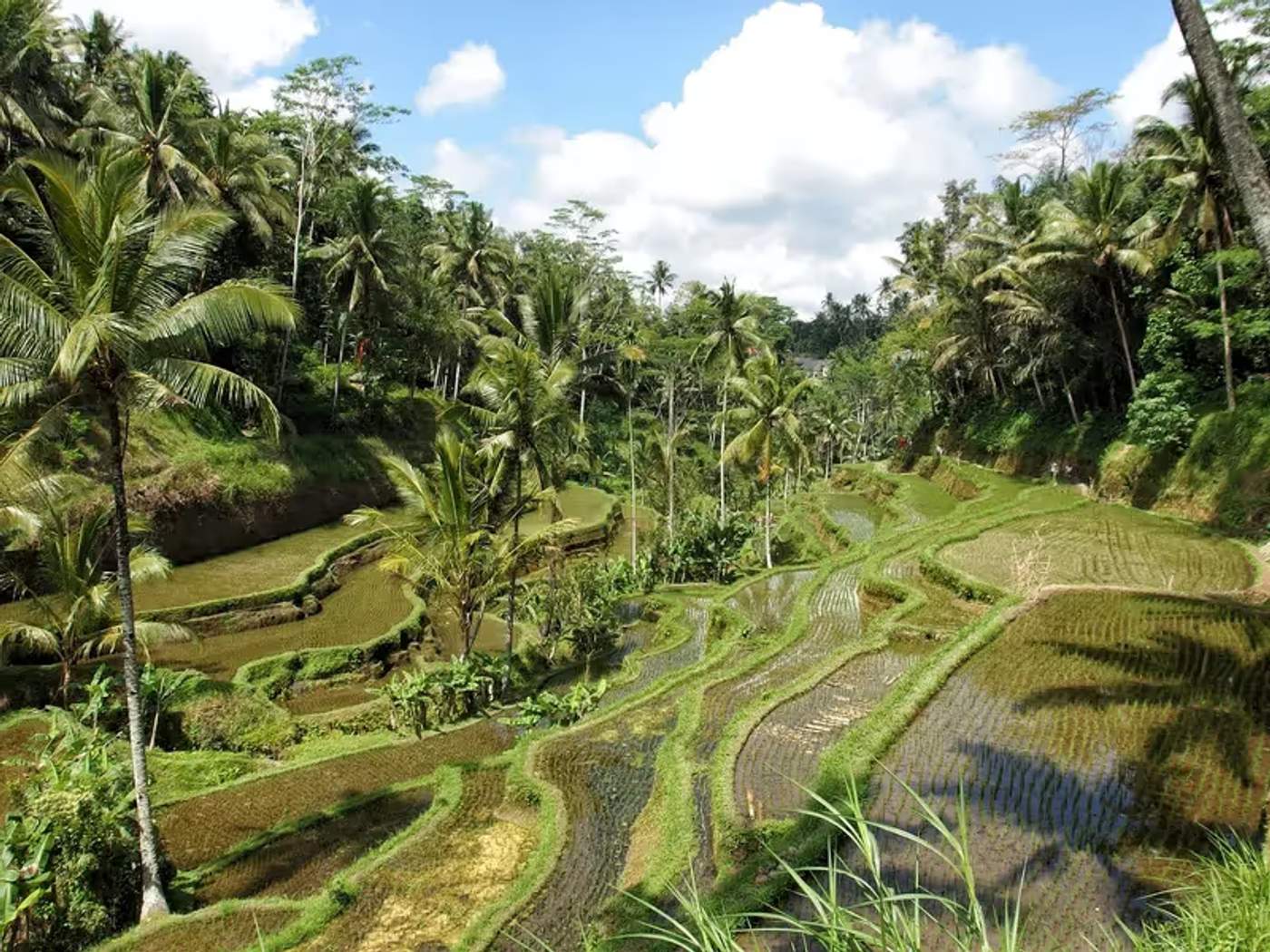 Rizières verdoyantes en terrasses typiques d'Ubud, entourées de végétation tropicale et de palmiers.