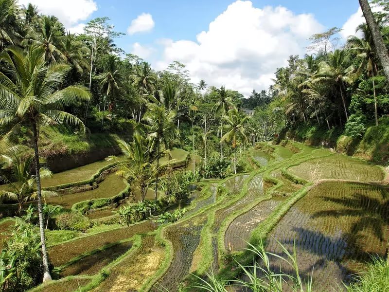 Rizières verdoyantes en terrasses typiques d'Ubud, entourées de végétation tropicale et de palmiers.