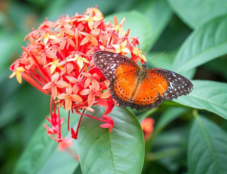 Papillon orange vibrant posé sur une fleur tropicale dans un jardin à Kuala Lumpur.