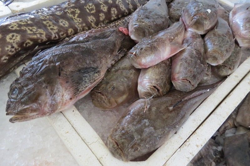 Marché de Bar au Monténégro avec poissons frais exposés sur glace