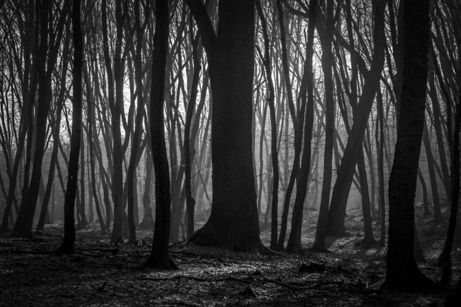 Forêt de Hoia Baciu dans une ambiance mystérieuse et brumeuse.