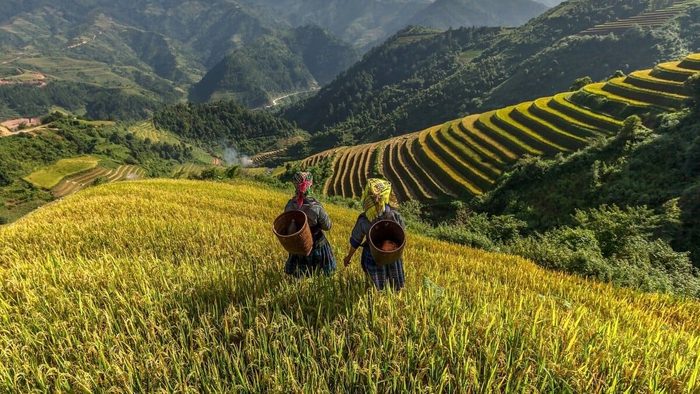 Deux femmes en habits traditionnels marchant dans des rizières en terrasses au Vietnam, entourées de montagnes verdoyantes sous un ciel nuageux.
