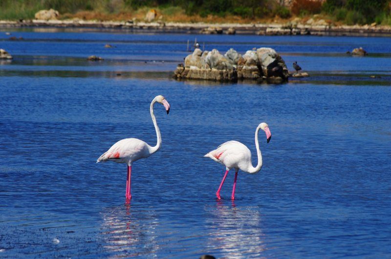 Deux flamants roses debout dans l’eau à Cagliari, Italie.