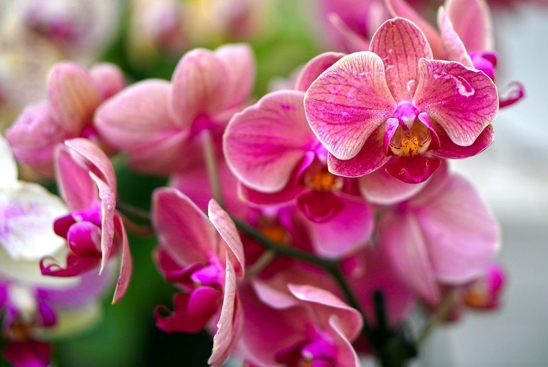 Gros plan sur des orchidées roses à Monteverde, Costa Rica.