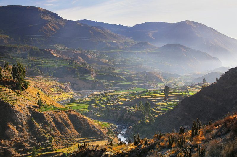 Paysage du canyon du Colca avec ses cultures en terrasses et ses montagnes baignées de lumière.