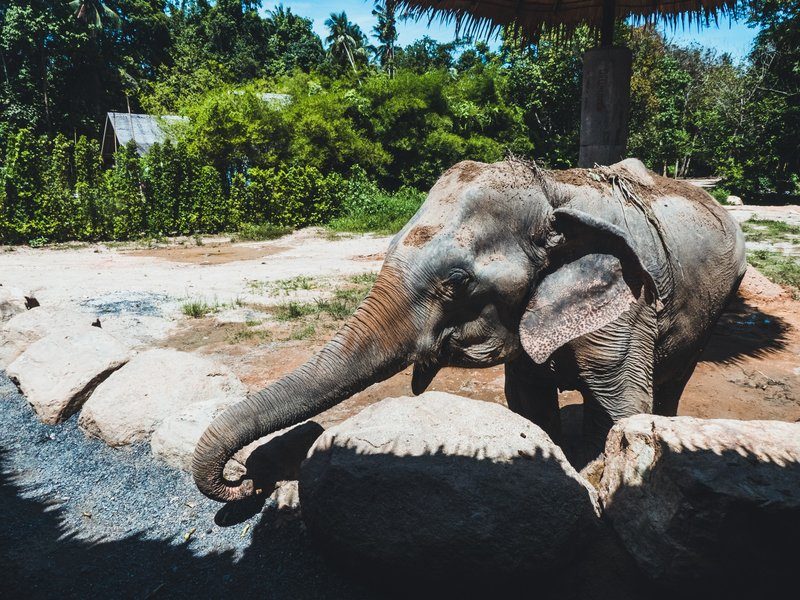 Un éléphant debout dans une zone ombragée entourée de nature à  Phangan Elephant Sanctuary