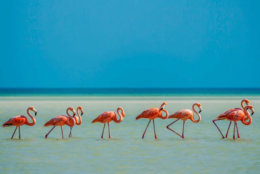  Un groupe de flamants roses se déplace gracieusement dans les eaux peu profondes et turquoise de Punta Cocos, sous un ciel bleu éclatant.