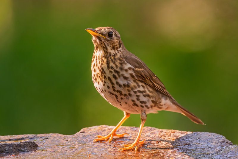 Un oiseau perché dans la réserve ornithologique de Veliko Blato, un site idéal pour l