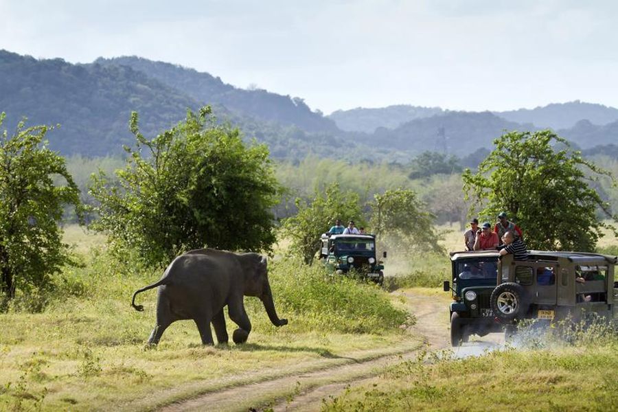 Safari dans le parc national de Minneriya avec un éléphant traversant la route devant un groupe de visiteurs.