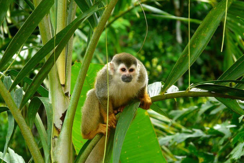 Un singe capucin perché sur une branche dans le Parc National Manuel Antonio, Costa Rica.