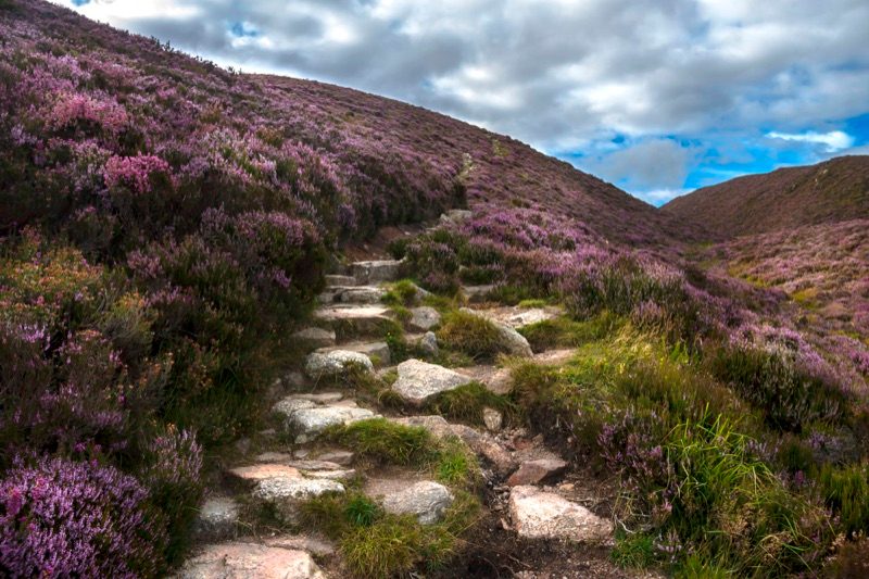 Sentier de randonnée entre les bruyères du parc national des Cairngorms
