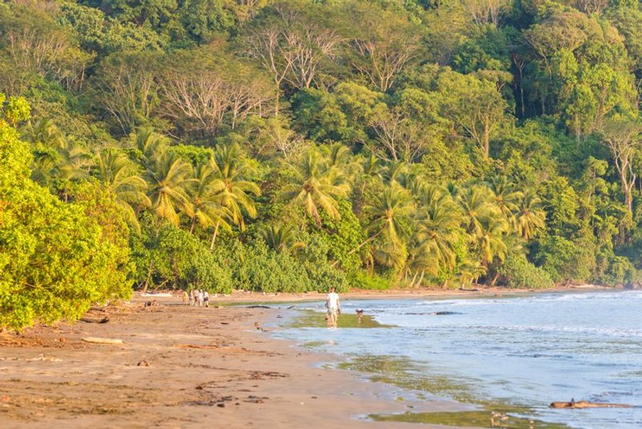 Plage idyllique bordée de palmiers à Playa Hermosa, idéale pour une détente en pleine nature à Jaco, Costa Rica.