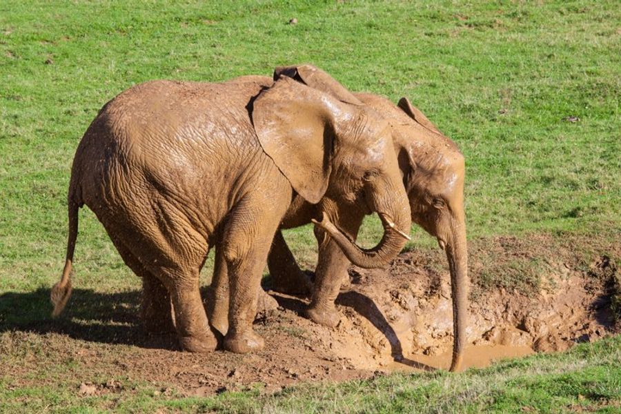Deux jeunes éléphants couverts de boue dans l