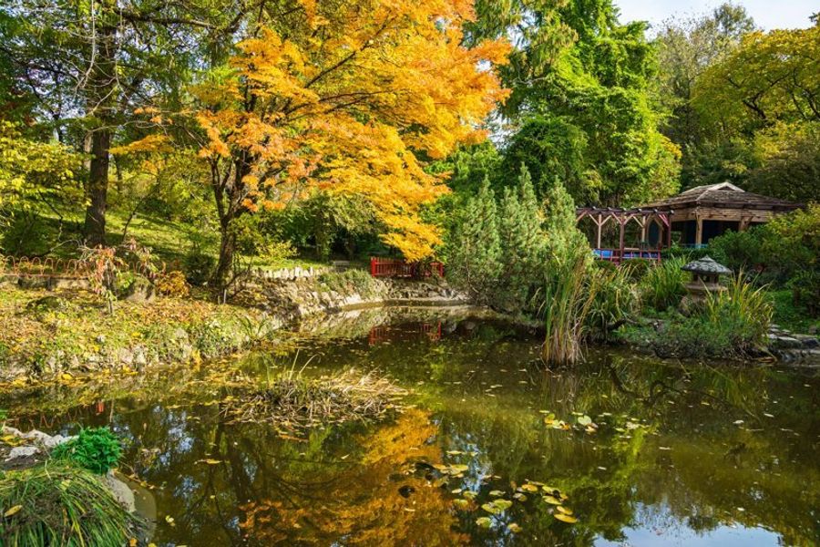 Automne dans le jardin botanique Alexandru Borza à Cluj avec un étang entouré de feuillage coloré.