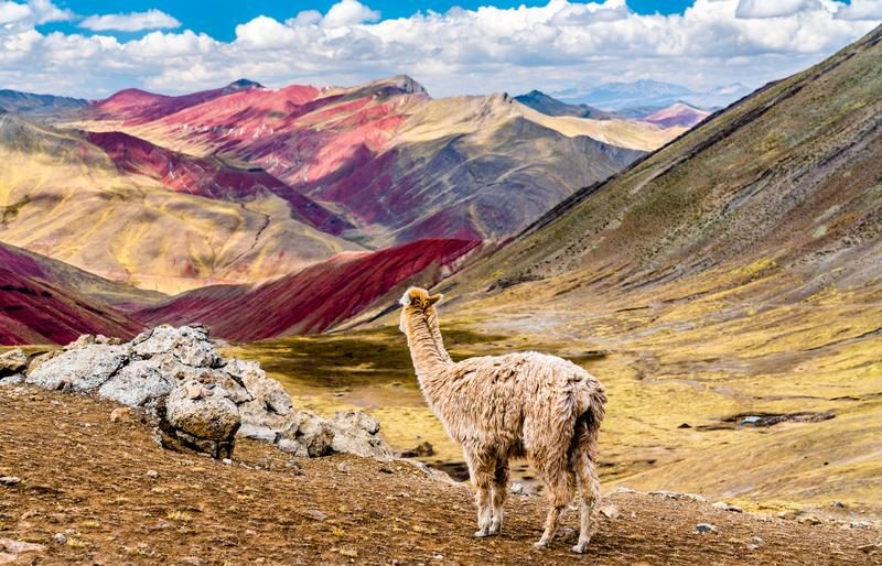 Lama observant Rainbow Mountain au Pérou avec ses montagnes colorées