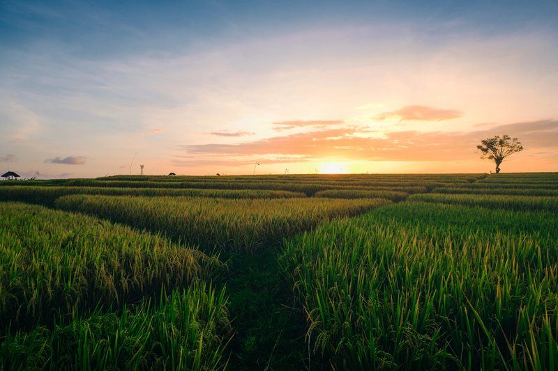 Superbe lever du soleil au-dessus des rizières de Canggu.