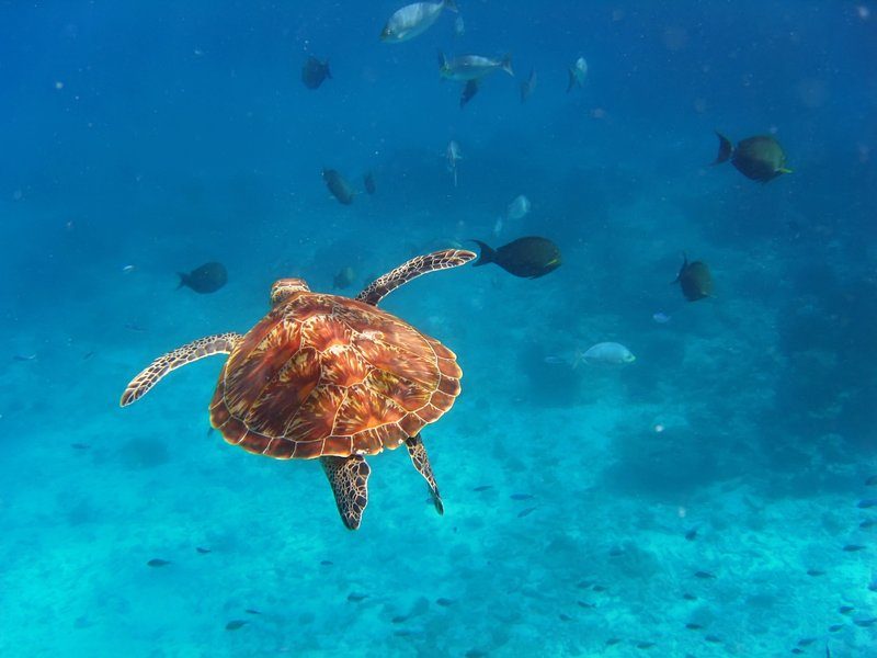 Tortue nageant paisiblement parmi les poissons dans les eaux cristallines des îles Perhentian.