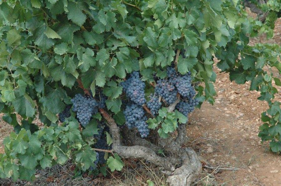 Vignes à Setúbal avec des grappes de raisins, Portugal.