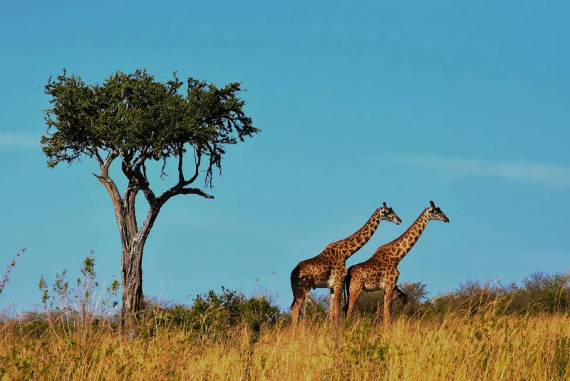 Deux girafes en Tanzanie