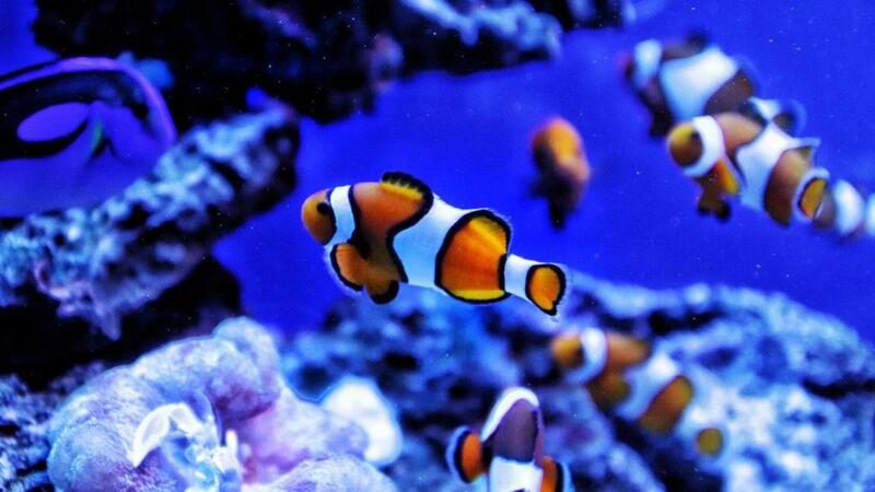 Poissons-clowns nageant parmi les coraux dans un aquarium aux teintes bleutées.