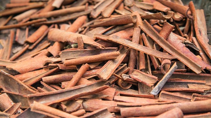 Gros plan sur des bâtons de cannelle brute récoltée près de Galle au Sri Lanka