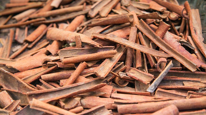 Gros plan sur des bâtons de cannelle brute récoltée près de Galle au Sri Lanka