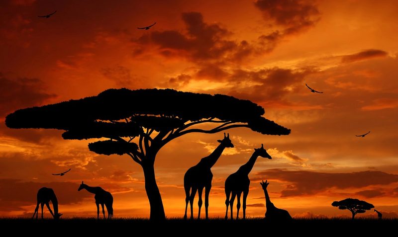 Silhouettes de girafes sous un acacia au coucher du soleil dans la savane africaine