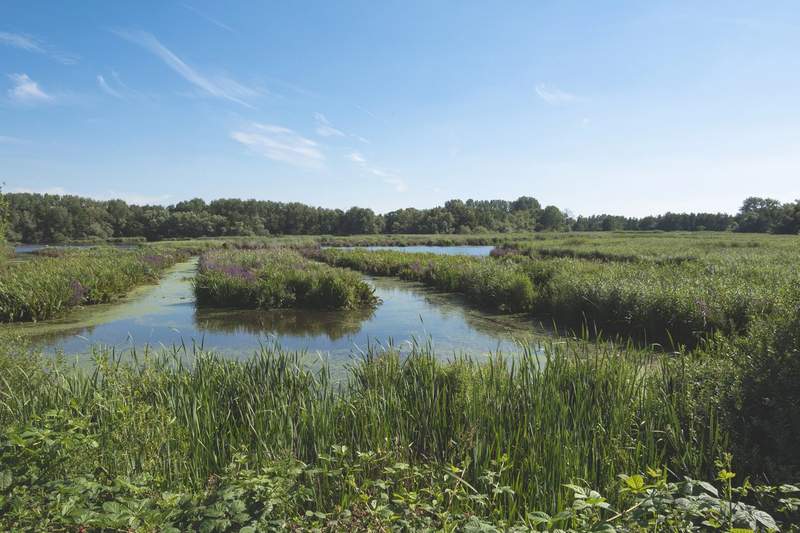 Vue d’un marais naturel à Lokeren, avec végétation dense, roseaux, et ciel bleu dégagé par temps estival.