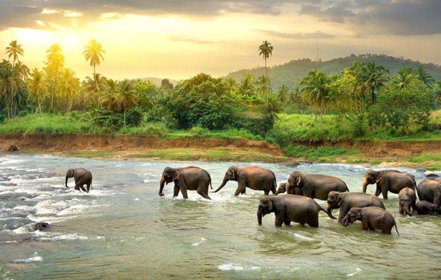 Troupeau d’éléphants traversant une rivière au lever du soleil dans le parc national d