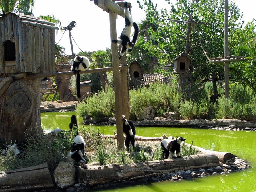 Des lémuriens jouant dans leur habitat au zoo de Lagos.